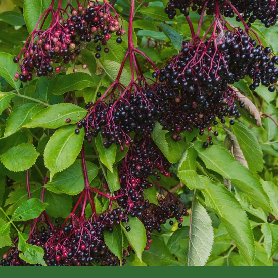 Elderberry