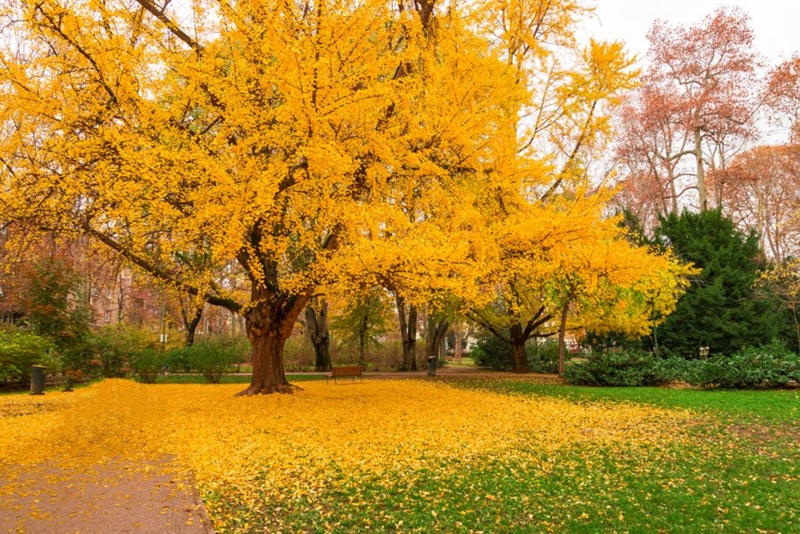 Ginkgo biloba tree in autumn with golden yellow leaves