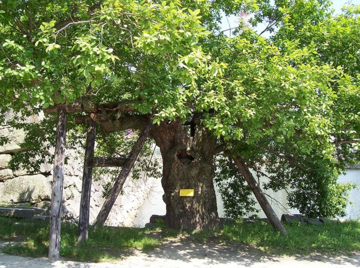 Hibakujumoku - Ginkgo tree that survived Hiroshima atomic bomb