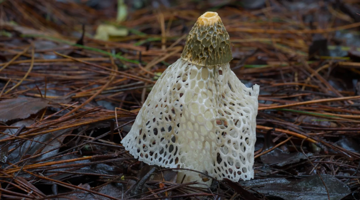 Exploring the curious world of Yunnan mushrooms | GoKunming