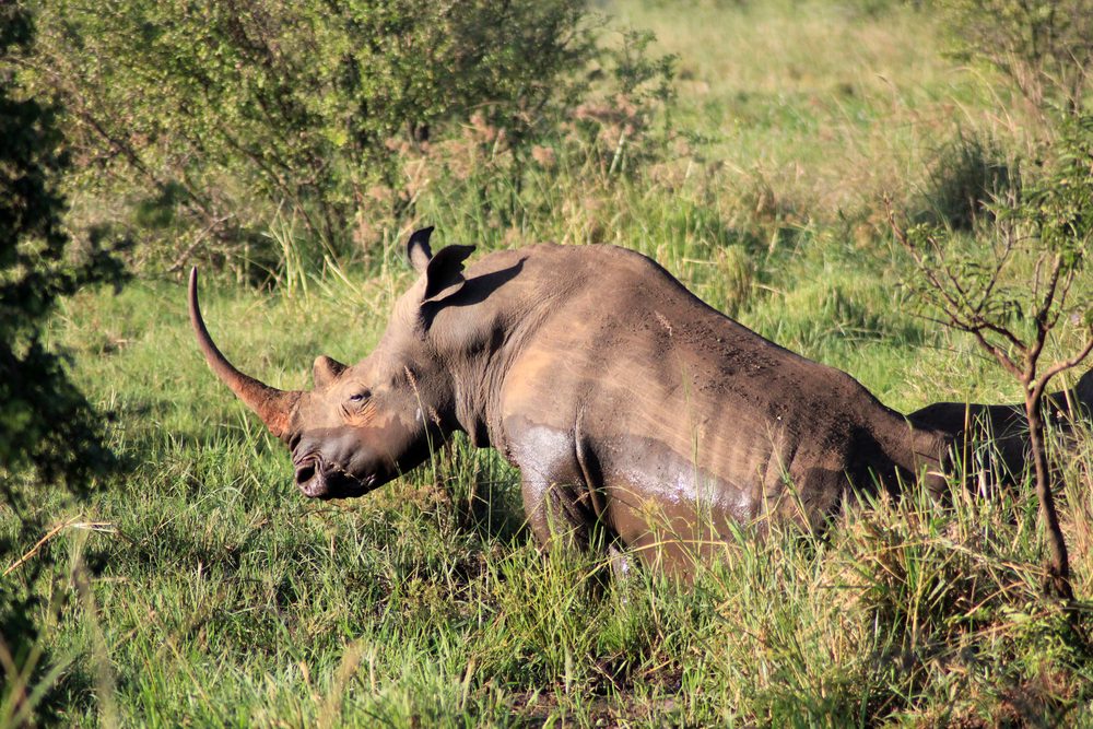 Wildlife at Adamson's Falls in Meru National Park