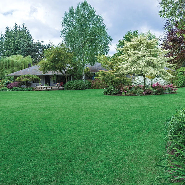 Beautiful home lawn with house in background