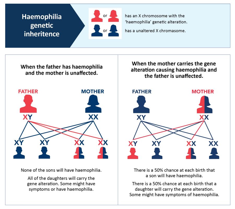 Haemophilia Genetic Inheritance Chart - Father and Mother Scenarios