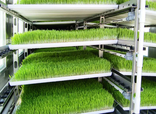Hydroponic barley fodder system