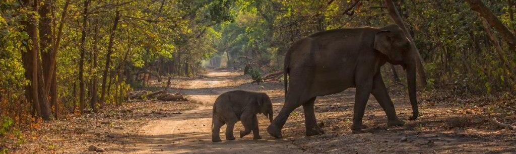Elephants in Corbett