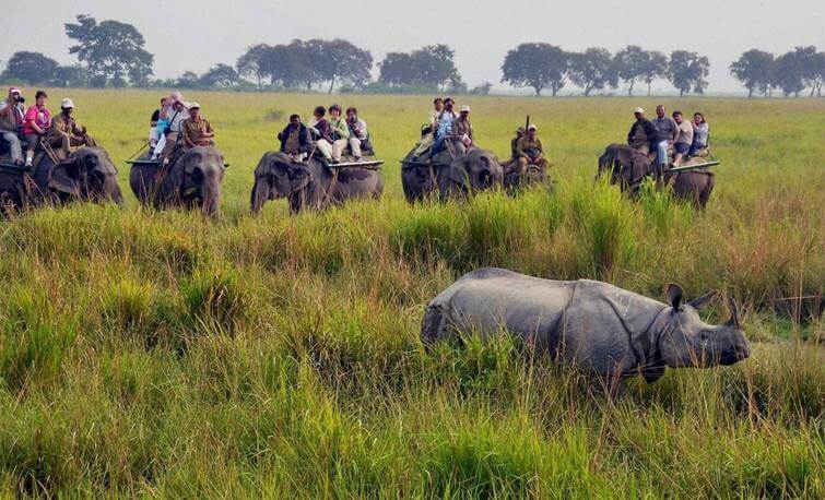 Elephant safari with rhino