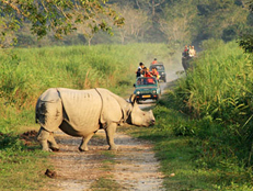 One-horned rhinoceros