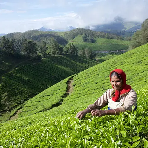 The vast tea plantations in Munnar, Idukki | Kerala Tourism