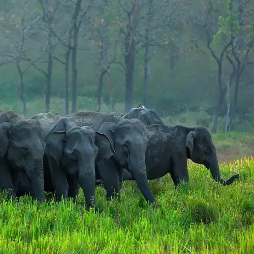 Wild elephants in grassland