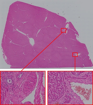 显微镜下的肝脏组织结构