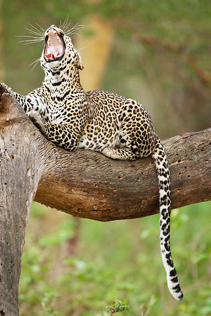 African Leopard Resting On Tree Branch Kenya