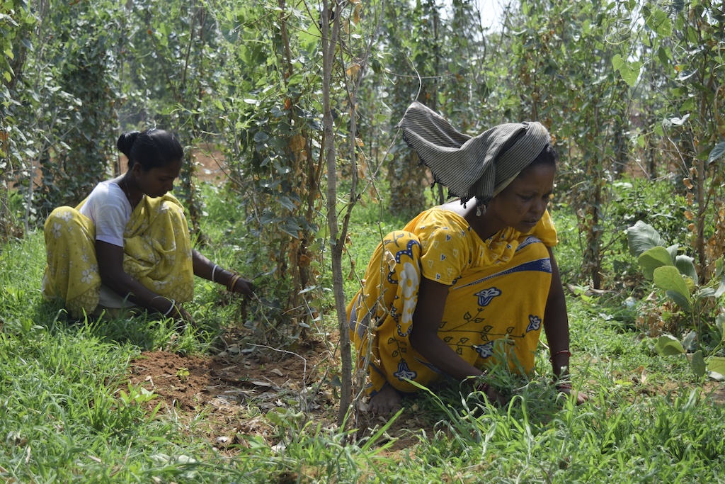 Tribal women engaged in sustainable farming practices