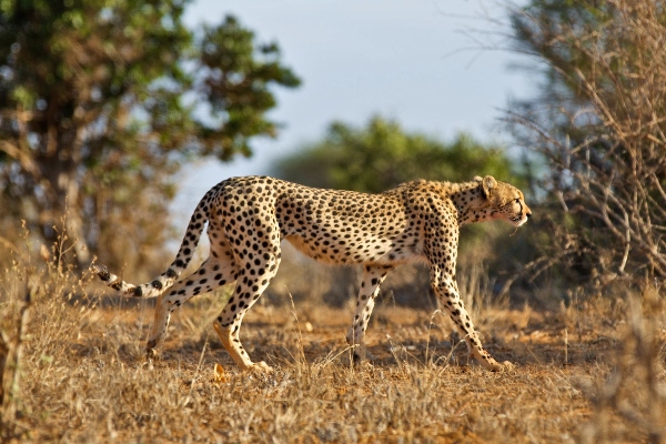 Cheetah Masai Mara Kenya