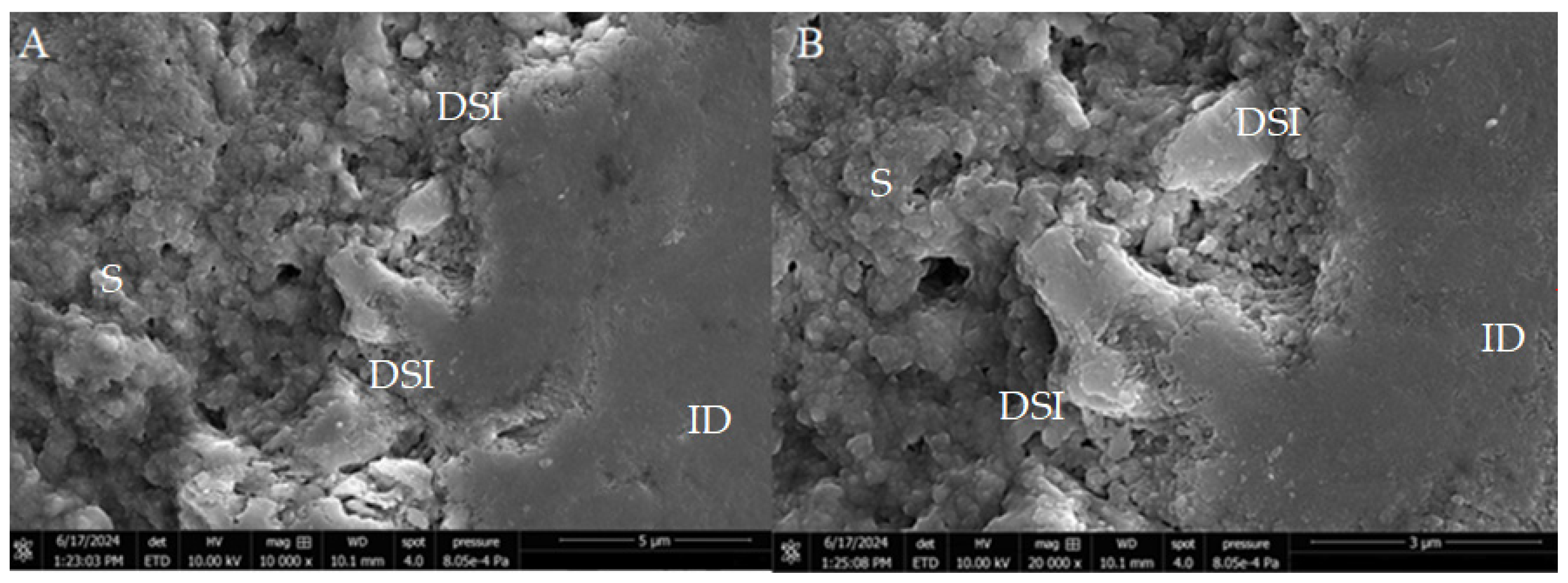 Microscopic view of dental bioceramic material interface