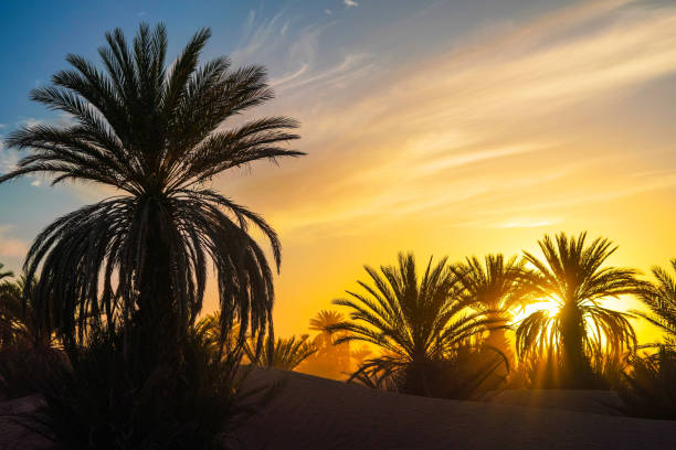 Palmiers au coucher du soleil dans le désert marocain près de Marrakech