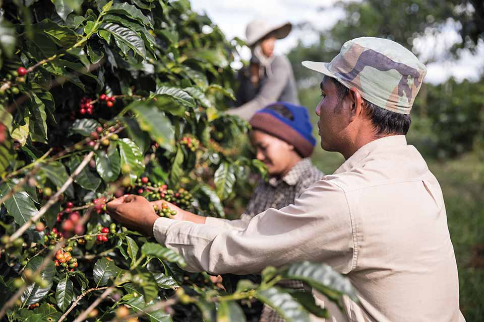 Coffee Harvest