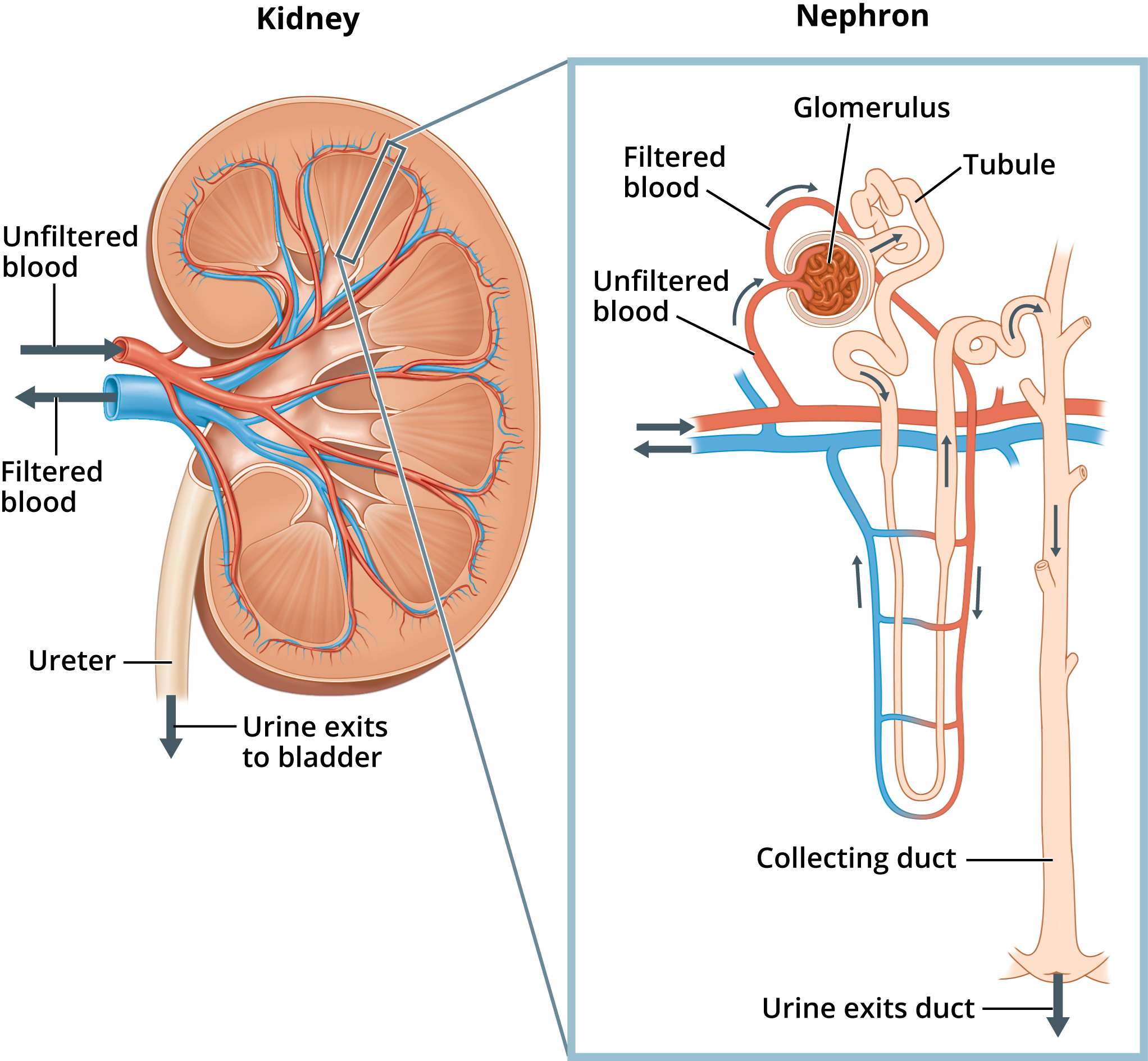 Nephron Structure Diagram