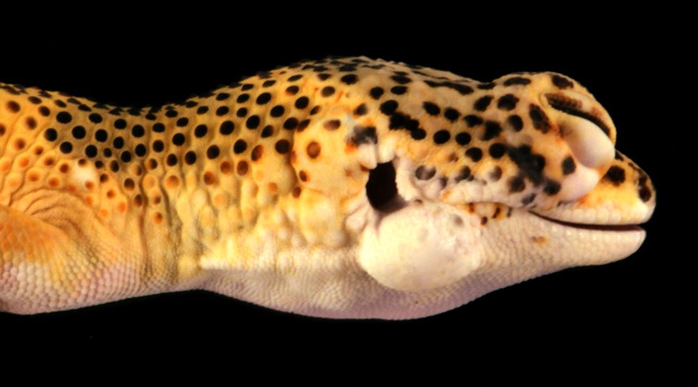 Gecko Cancer Research