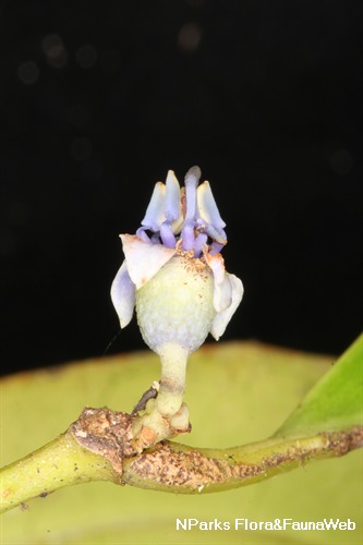 Pternandra coerulescens