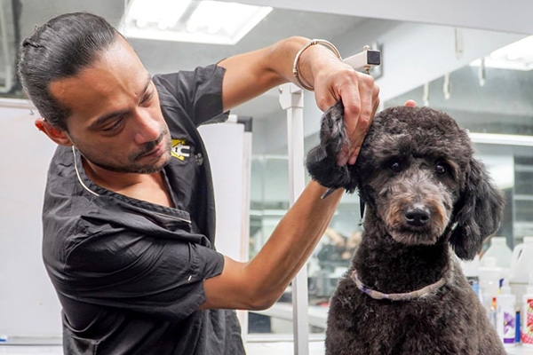 Dog grooming process