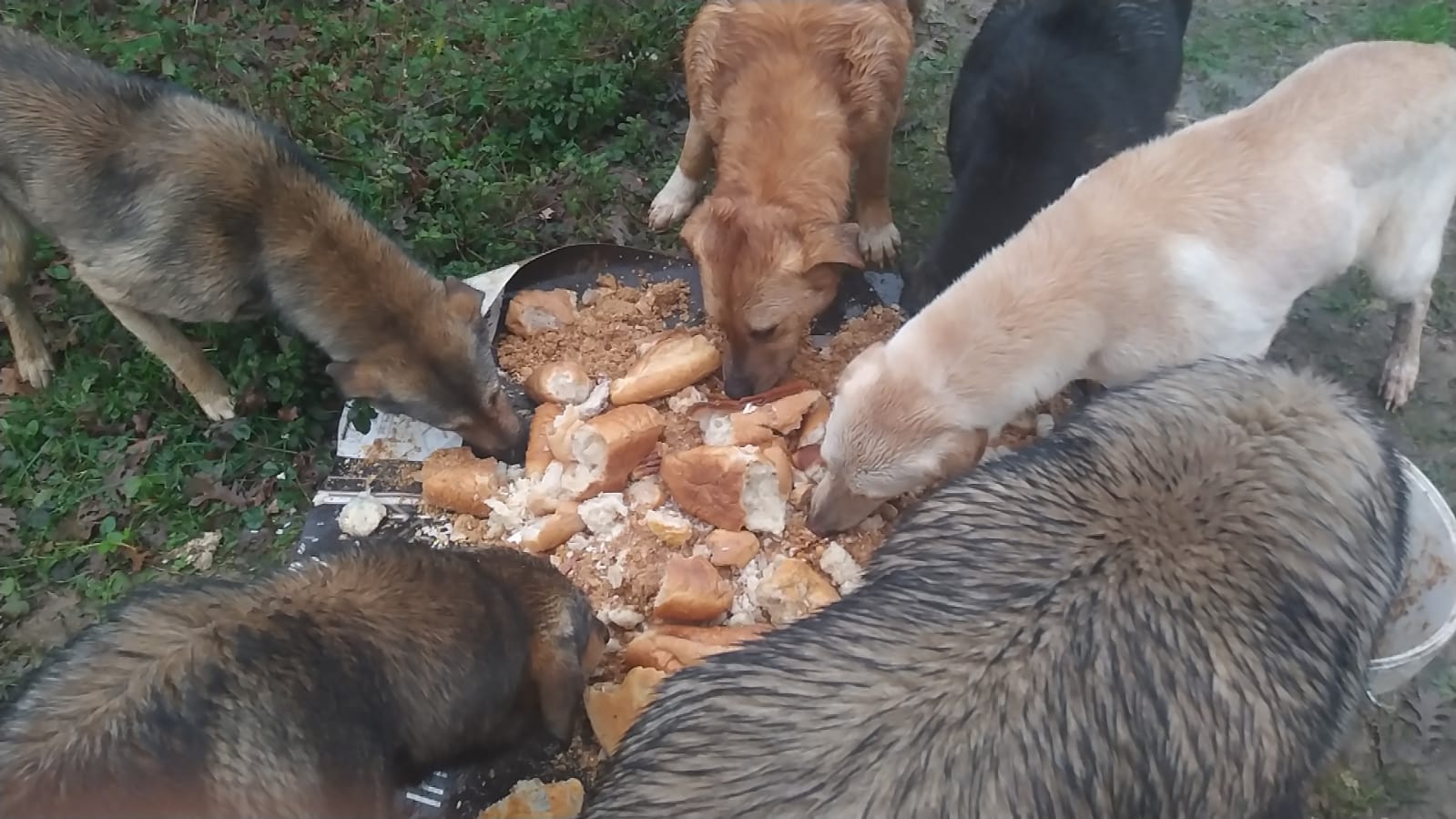 İstanbul Kurtköy'de sokak köpekleri besleniyor