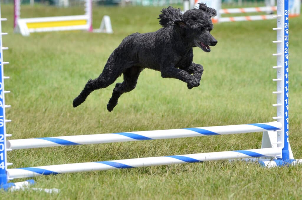 Caniche negro saltando obstáculo en competición de agility, ejercicio atlético