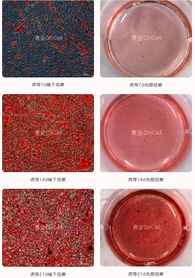 间充质干细胞显微图像