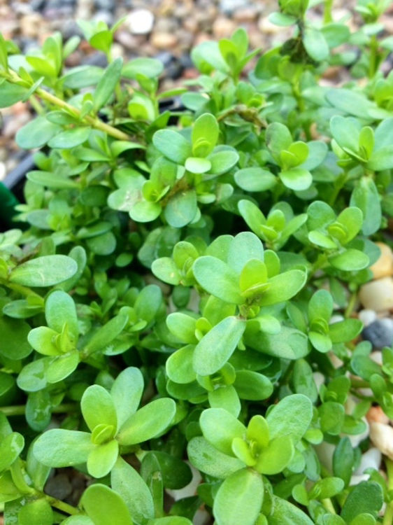Brahmi