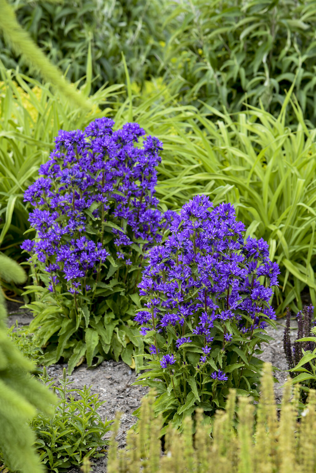 12 Stunning Campanula Varieties 12 Clustered bellflowers with spherical flower heads