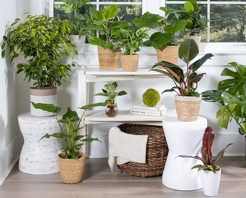 15 Ways to Decorate with Plants Indoors | Proven Winners
