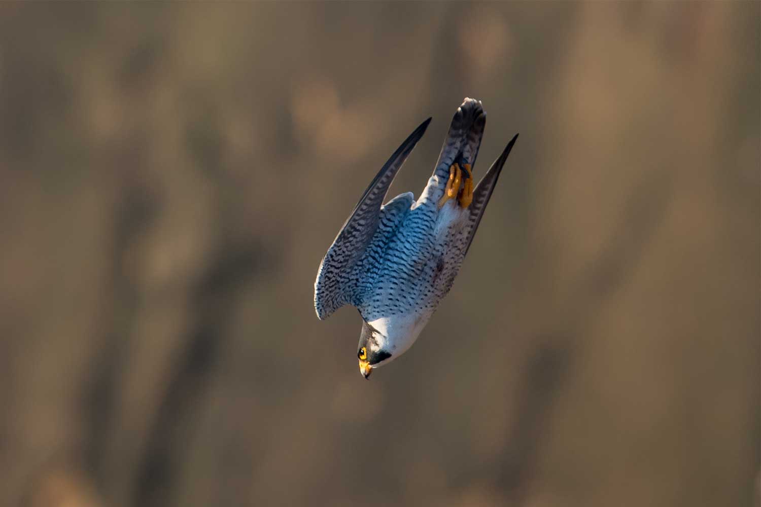 Peregrine falcon diving at high speed