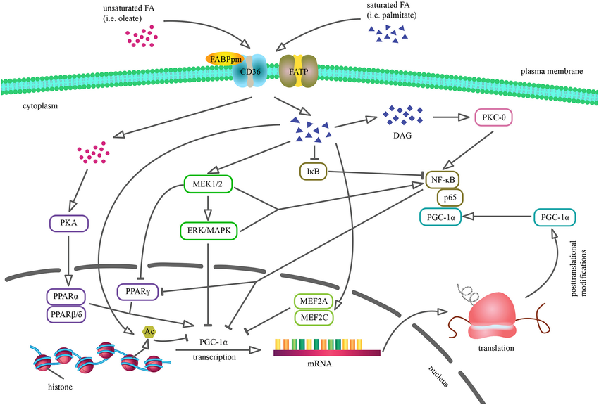 Scientific diagram of fatty acid molecular structures with cellular inflammation pathways