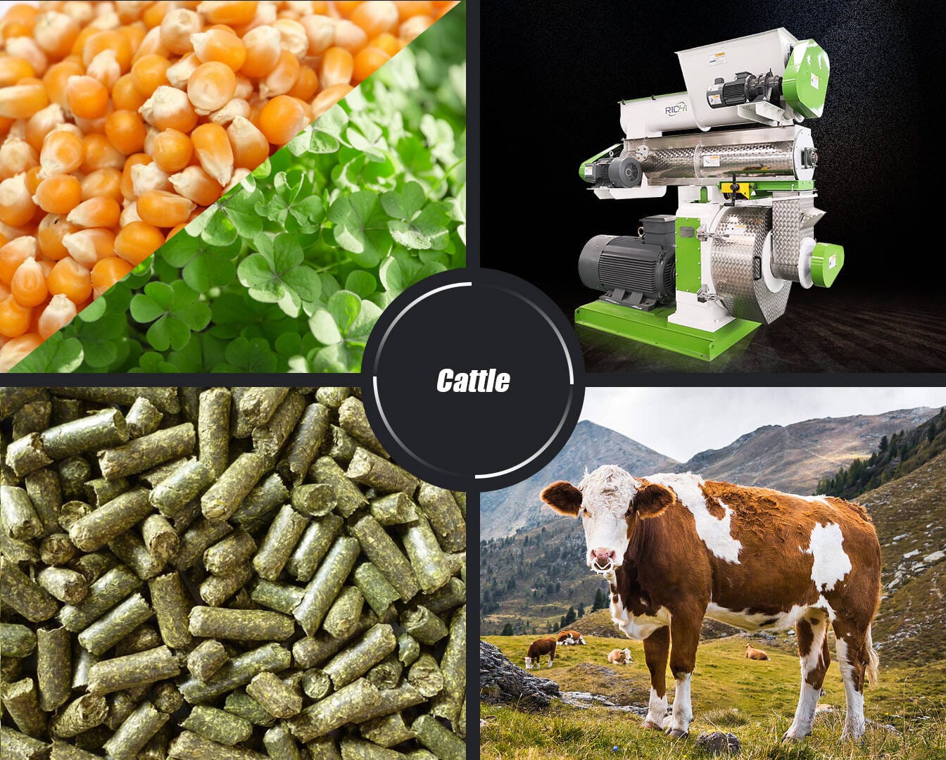 Aliments pour bovins