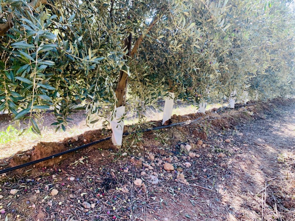 Irrigation Olivier