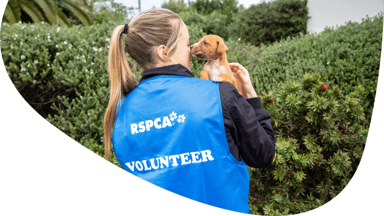 Voluntária da RSPCA cuidando de filhote resgatado