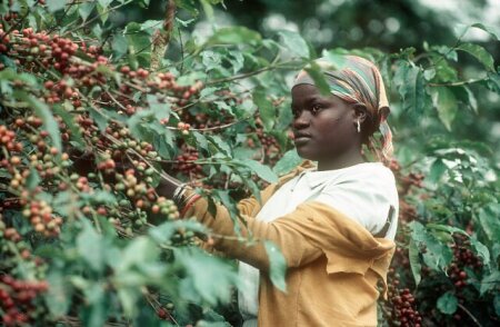Kenyan coffee farmer picking ripe cherries on the plantation