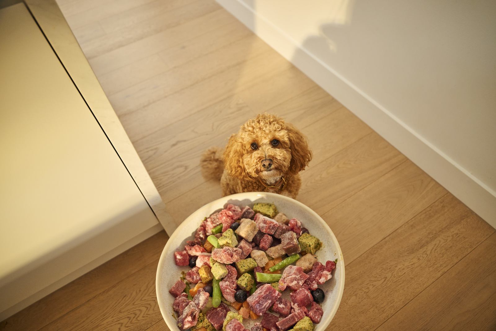 Pienso premium mixto con carne cruda y croquetas para perro