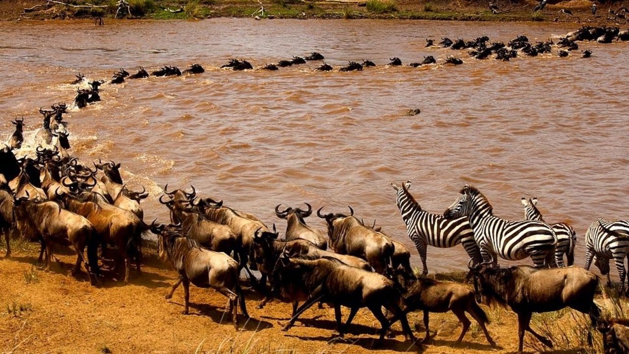 Zebra herd migration Kenya