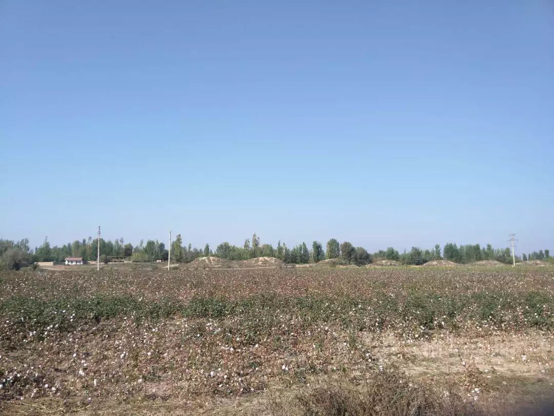 费尔干纳盆地的棉花田景观