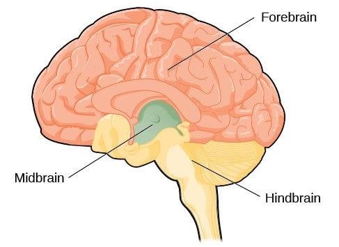 Human Brain Diagram