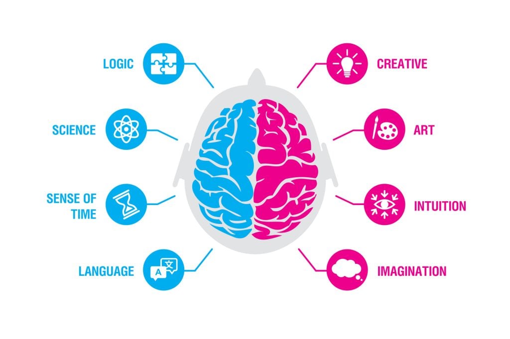 Dual brain hemispheres showing cognitive functions