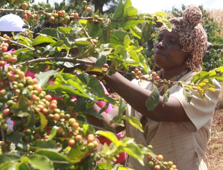 Kenyan woman harvesting red coffee cherries at Kiambu coffee plantation