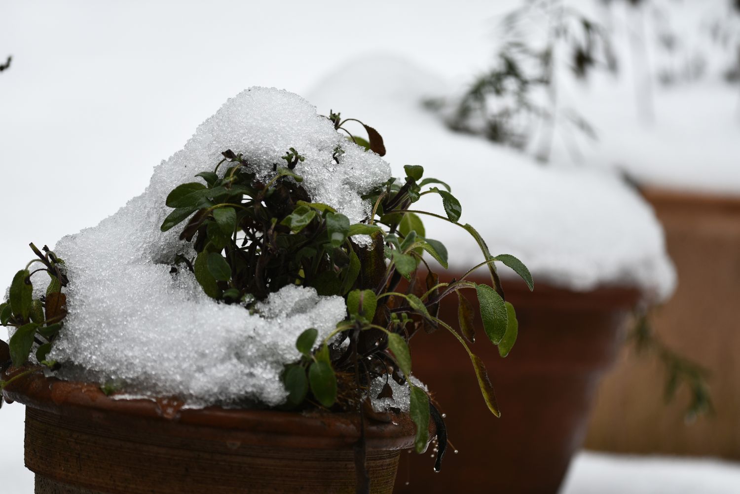 Snow covered potted plants in garden during freeze warning conditions