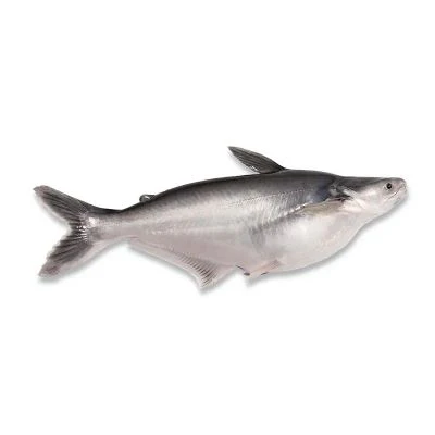 Scaleless Fishes