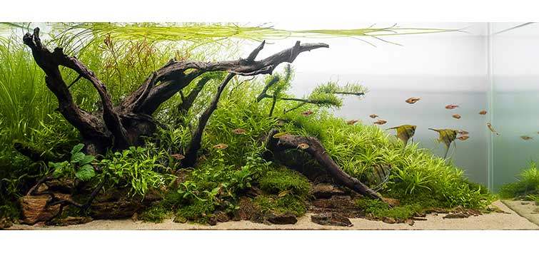 Nature Aquarium Driftwood Hardscape Set