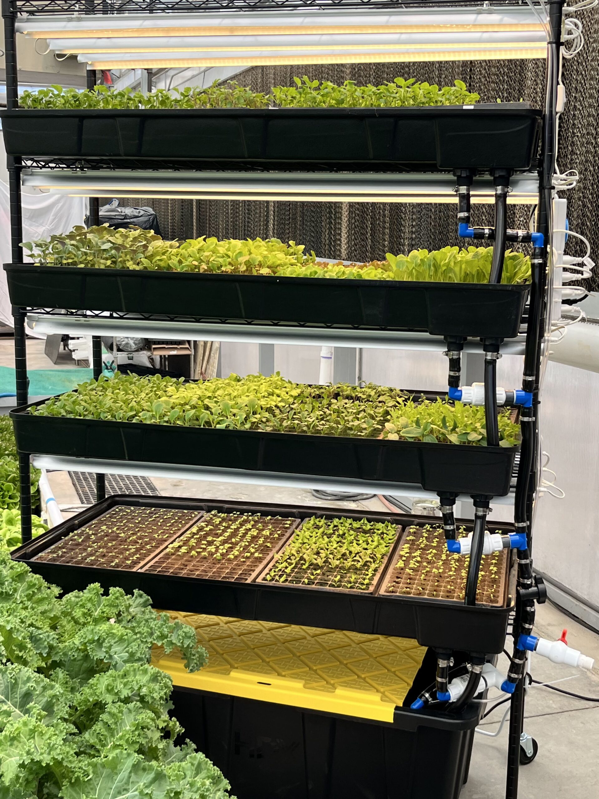 Radish microgreens with colorful stems