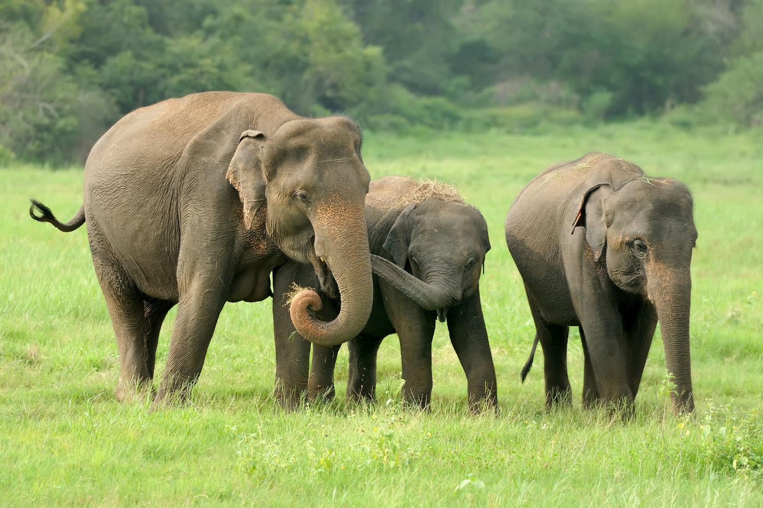 Elephants in Periyar