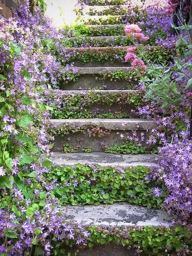 12 Stunning Campanula Varieties 11 Campanula poscharskyana flowers cascading over rocks