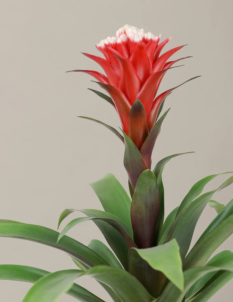 How To Care for a Bromeliad Guzmania Hope | The Sill