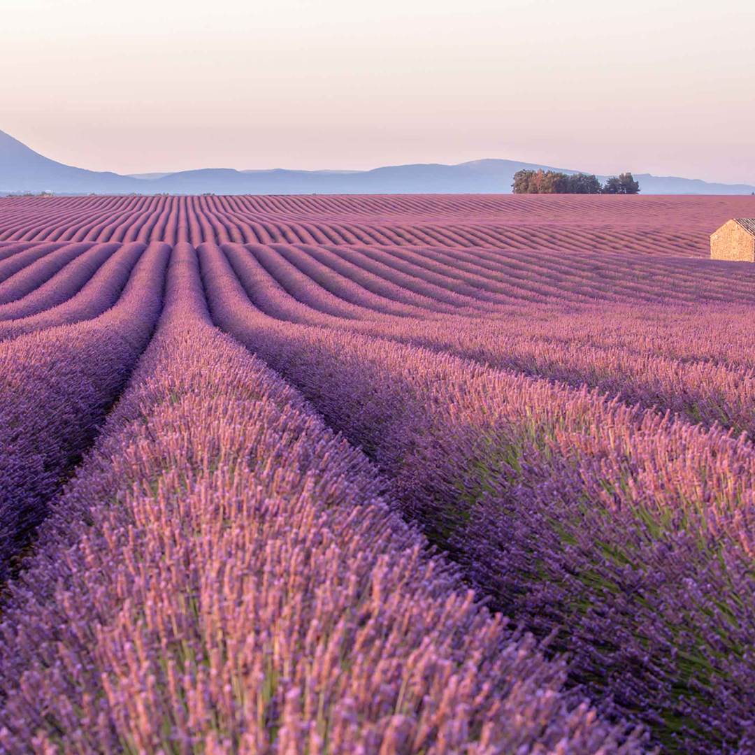 Endless rows of purple lavender fields stretching across the Provence countryside at sunset